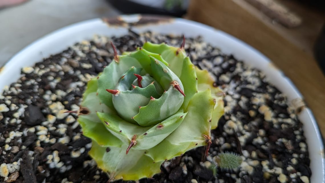 Agave potatorum