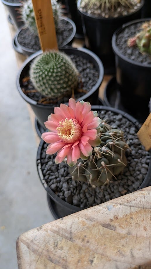 Gymnocalycium Baldianum