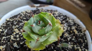 Agave potatorum