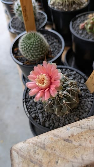 Gymnocalycium Baldianum
